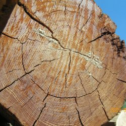 مزایای استفاده از چوب